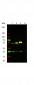 Anti-Mouse IgG (gamma 1, 2a, 2b and 3 chain)  (ATTO 594 Conjugated) Secondary Antibody